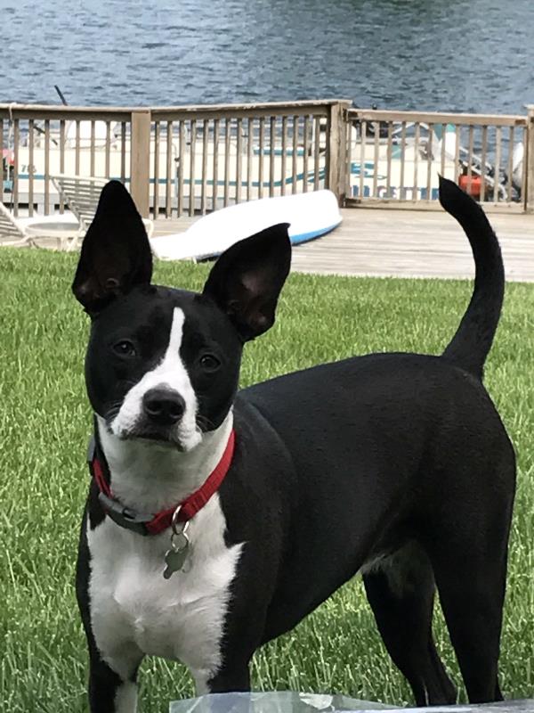 /Images/uploads/Warrick Parks Foundation/pippero-pup-park/entries/27670thumb.jpg